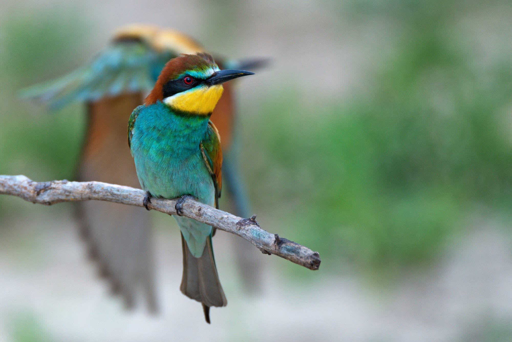 Exotic tropical bird
